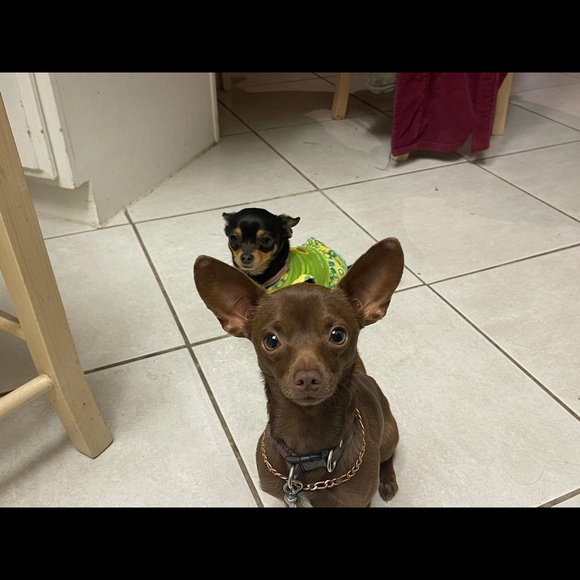 Meet your Posher, - Picture 4 of 13